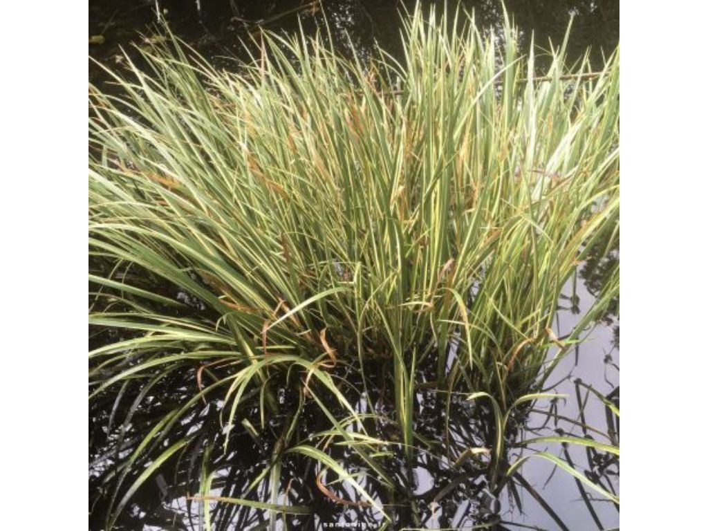 Okrasné trávy Puškvorec trávovitý Argenteostriatus(4)