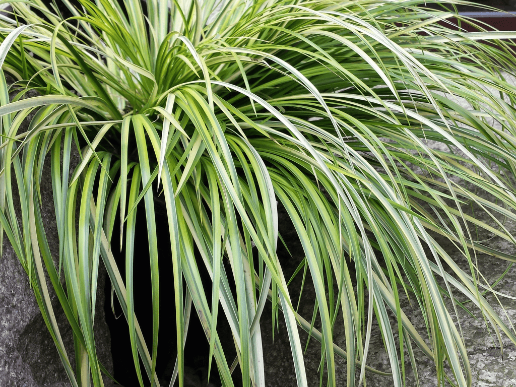 Okrasné trávy Puškvorec trávovitý Argenteostriatus(5)