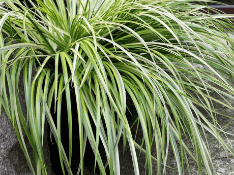 Okrasné trávy Puškvorec trávovitý Argenteostriatus(5)