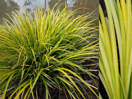 Okrasné trávy Puškvorec trávovitý Golden Delight (2)