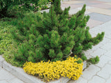 Borovice horská Mugo Mughus, výška 10–20 cm, květináč 14 cm