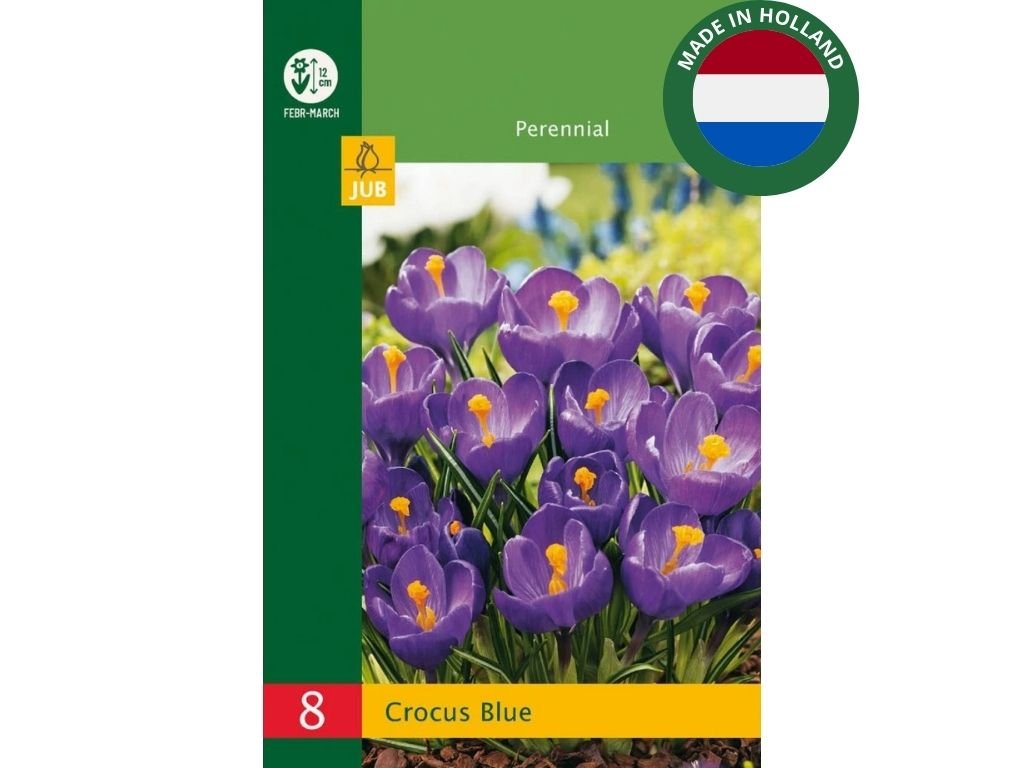 Krokus Blue 8 ks v balení