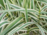 arundo2