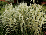 arundo1 min