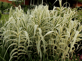 arundo1 min