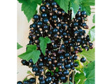 ovocne stromy ducplant(312)