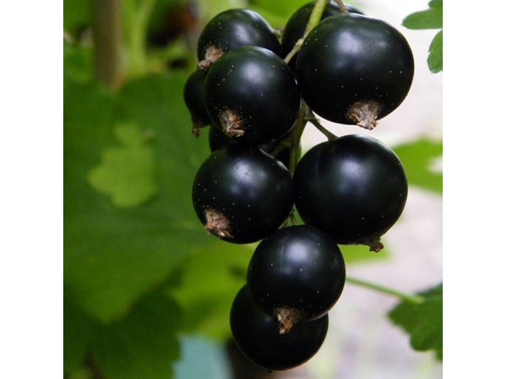 ovocne stromy ducplant(309)