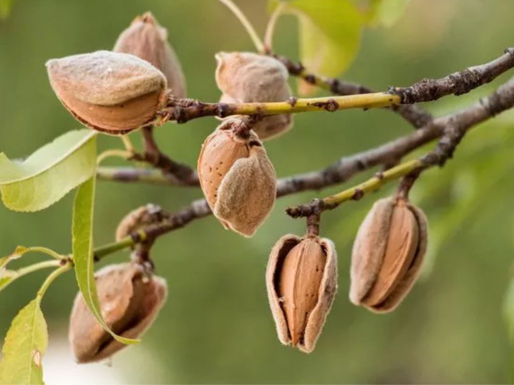 Mandľa Nikol
