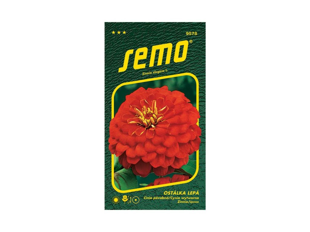 Semená Cínia (6)