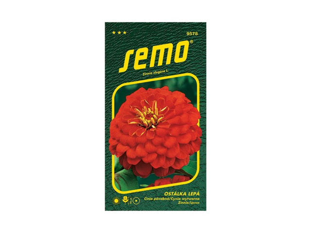 Semená Cínia (6)