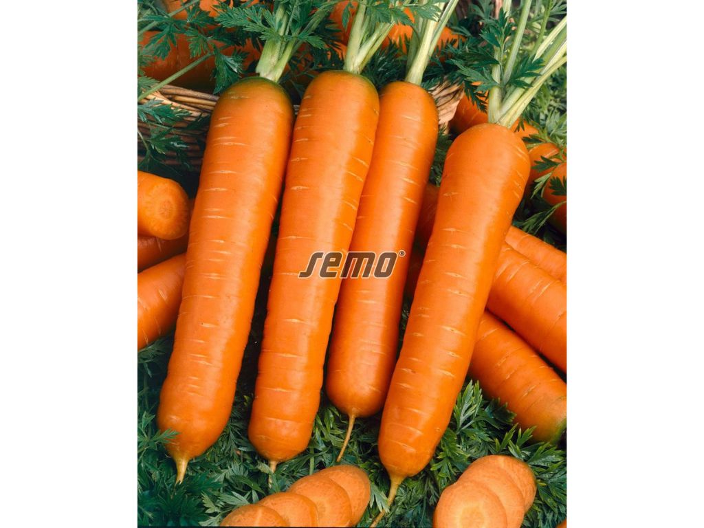 Semená Mrkva(15)