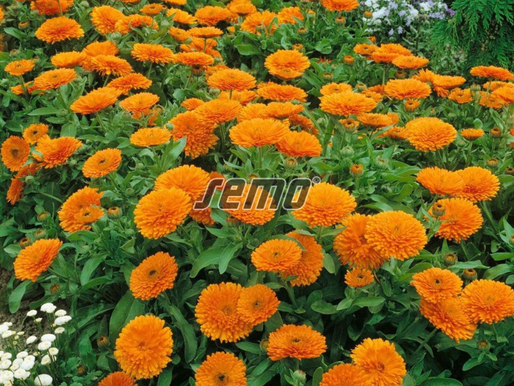 Semená Nechtík(2)