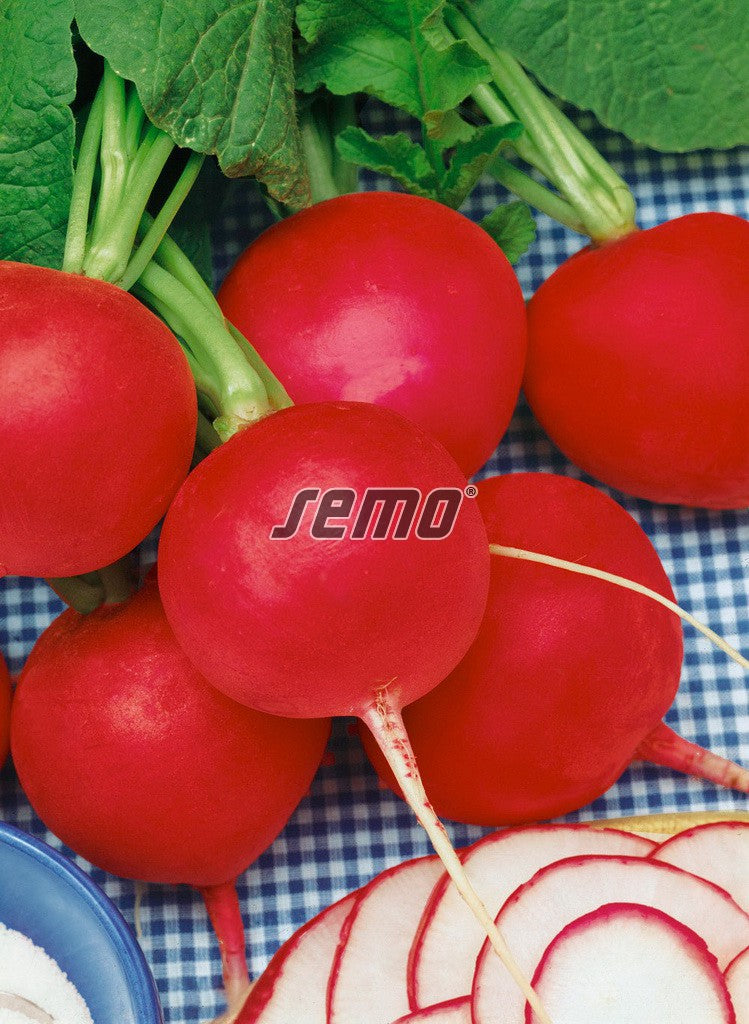 3411 semo zelenina redkvicka kvarta2