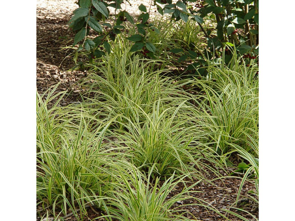 Trvalky ducplant(136)