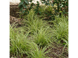 Trvalky ducplant(136)