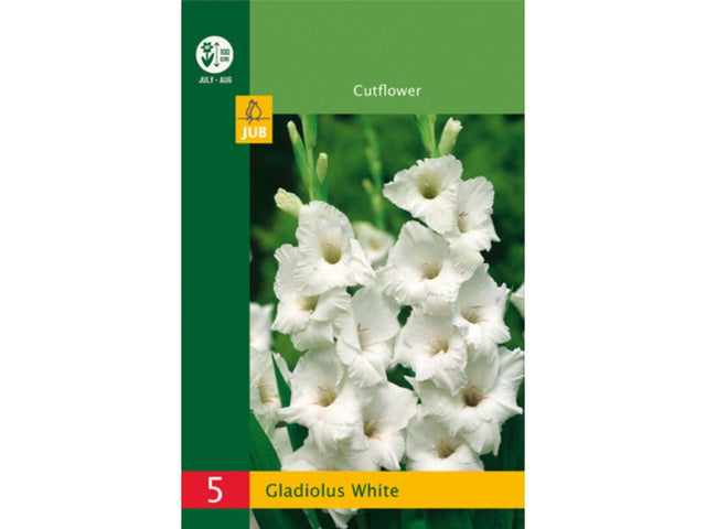 Cibuľoviny Gladiola(11)