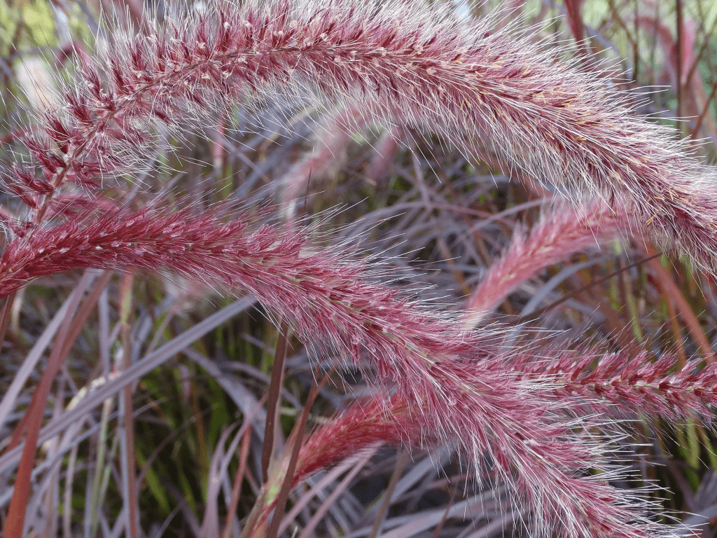 Rubrum3 min