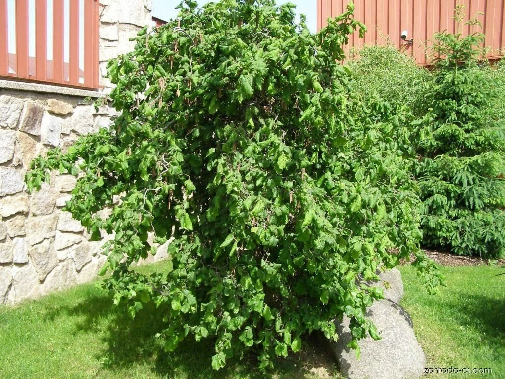 Líska obecná Contorta, výška 30–50 cm, květináč 2 l