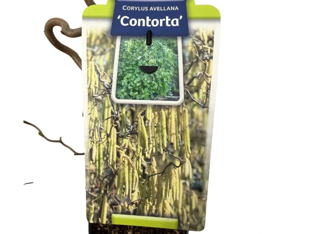 Líska obecná Contorta, výška 30–50 cm, květináč 2 l