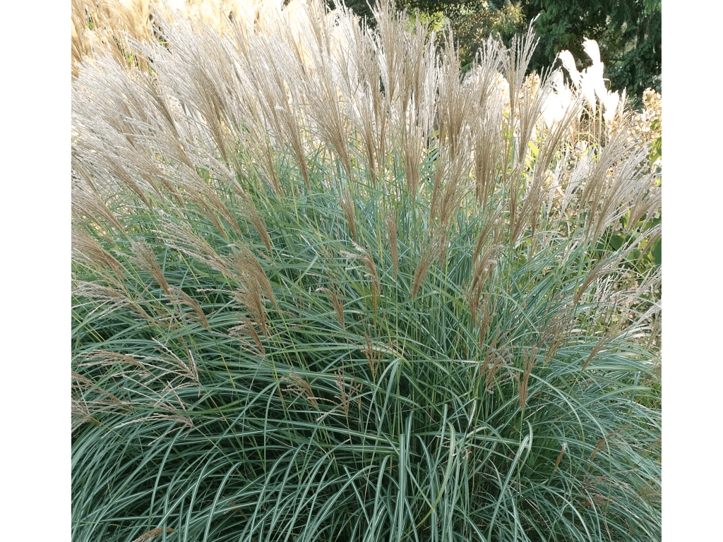 miscanthus3 min