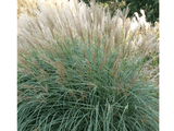 miscanthus3 min