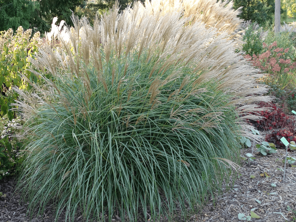 miscanthus4 min
