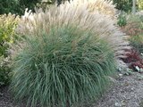 miscanthus4 min