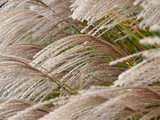 miscanthus2