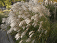 miscanthus1 min