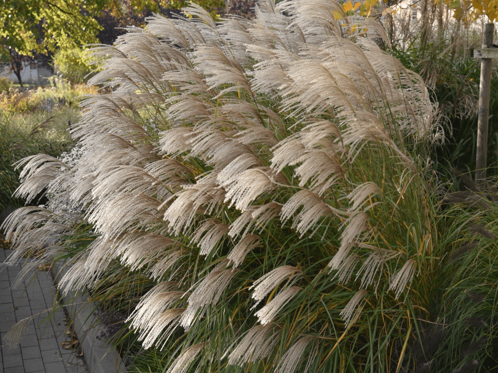 miscanthus1 min