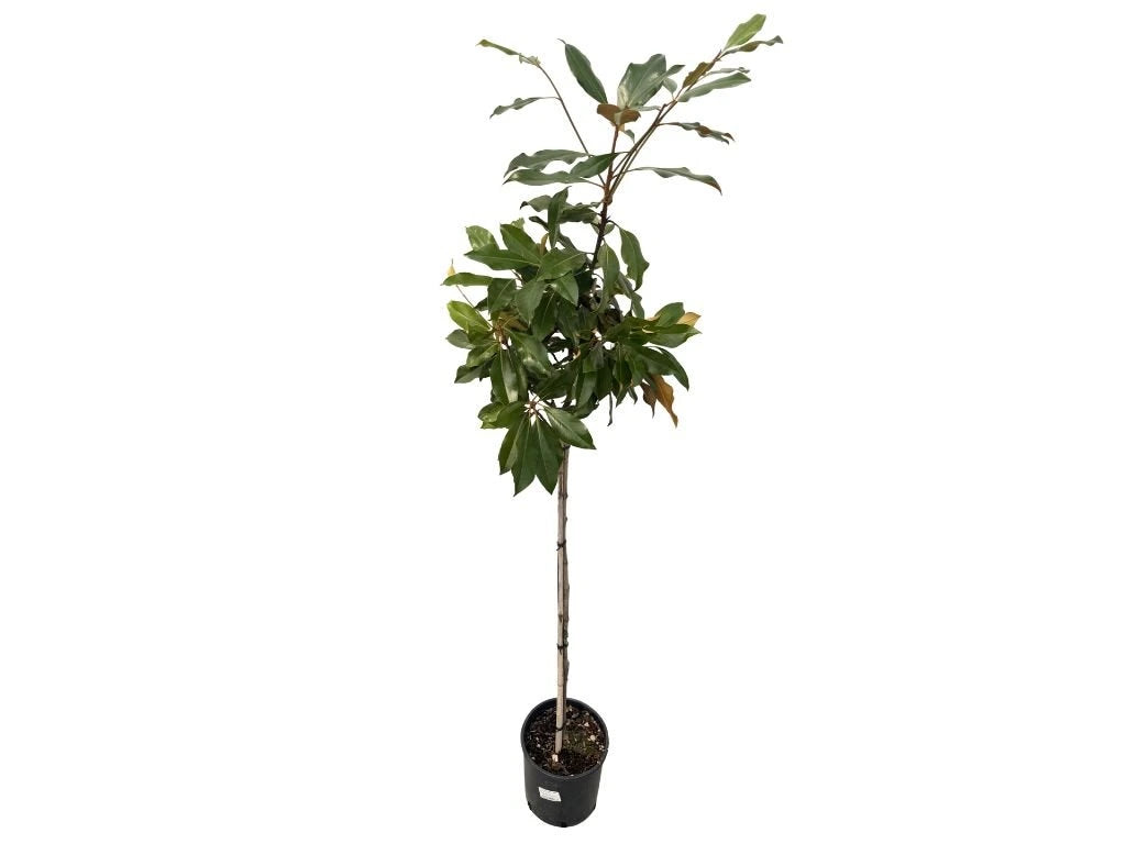 Magnólie velkokvětá Kay Parris na 80–90 cm kmínku, výška 150–160 cm, květináč 10 l