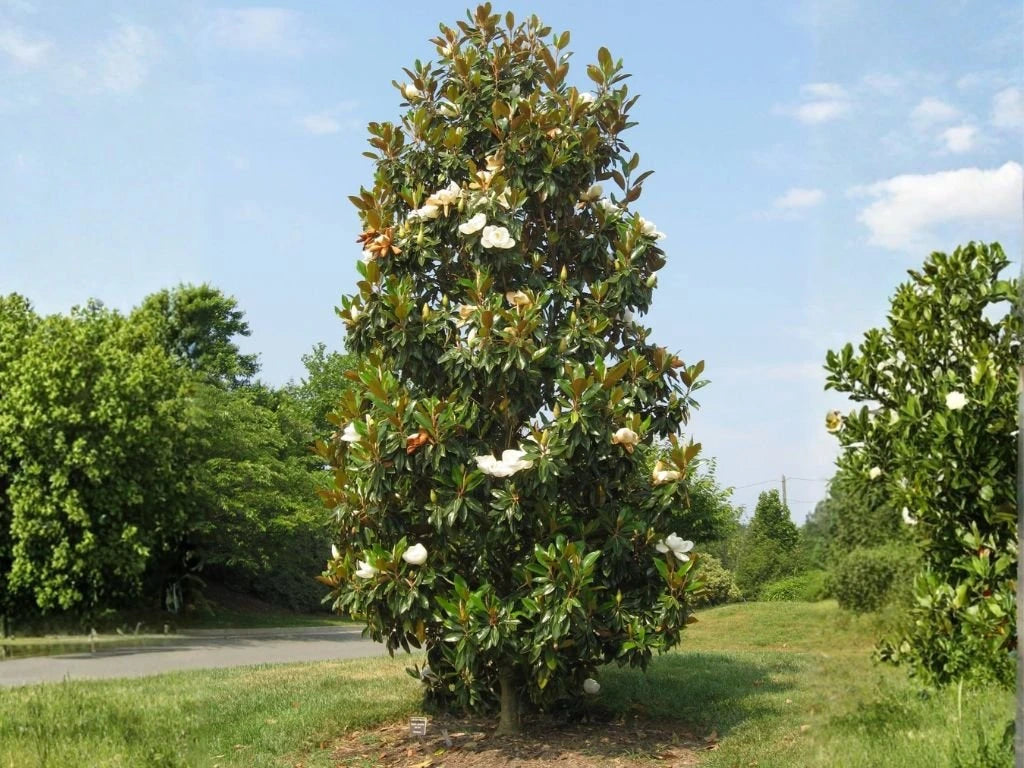 Magnólie velkokvětá Kay Parris na 80–90 cm kmínku, výška 150–160 cm, květináč 10 l