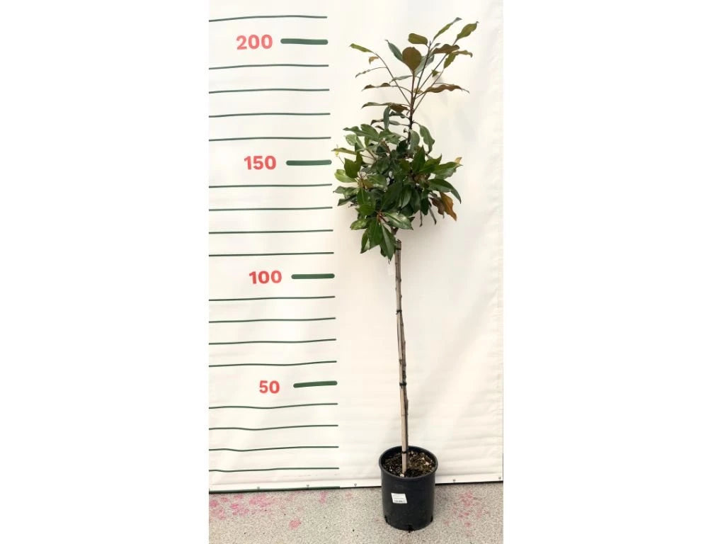 Magnólie velkokvětá Kay Parris na 80–90 cm kmínku, výška 150–160 cm, květináč 10 l