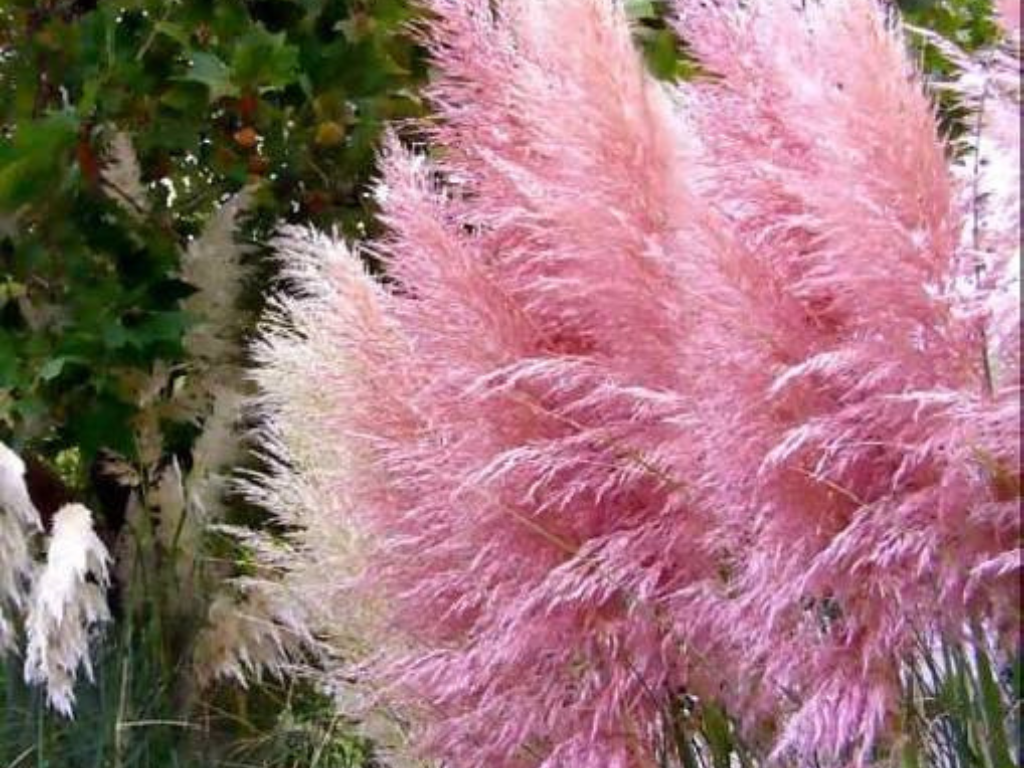 Okrasné trávy Kortadéria Pampová tráva Rosea(4)