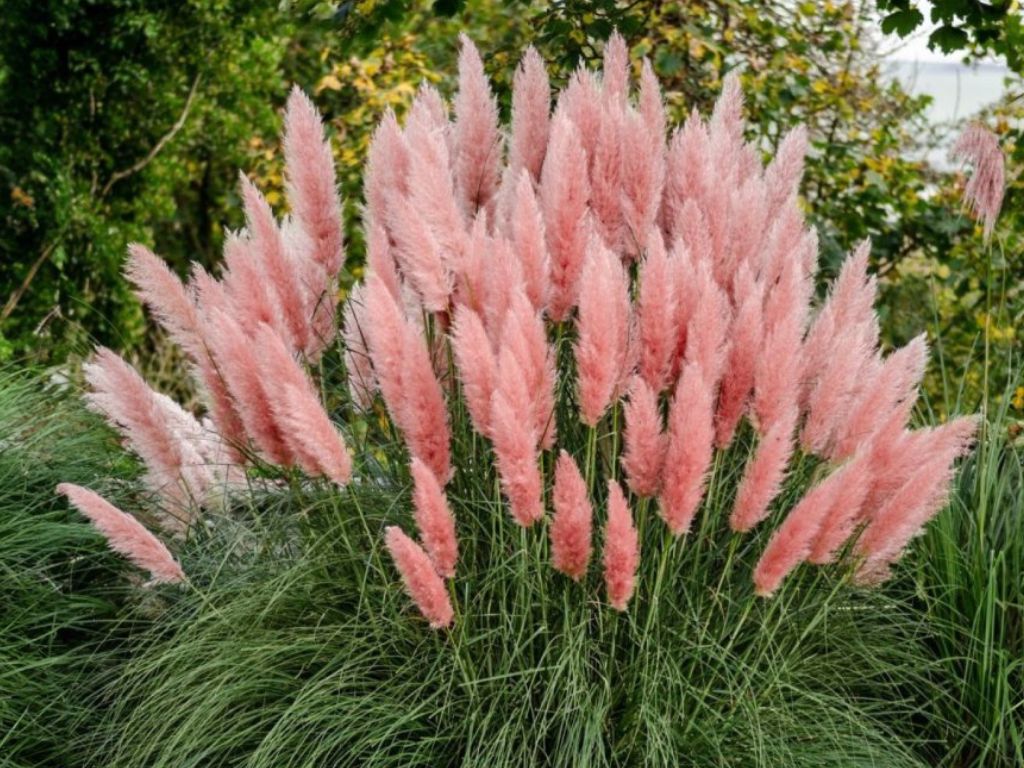 Okrasné trávy Kortadéria Pampová tráva Rosea(7)