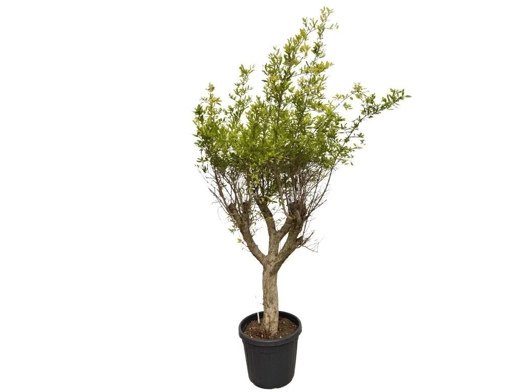 Granátové jablko Wonderful na kmínku 40–50 cm, výška 180–210 cm, květináč 55 l