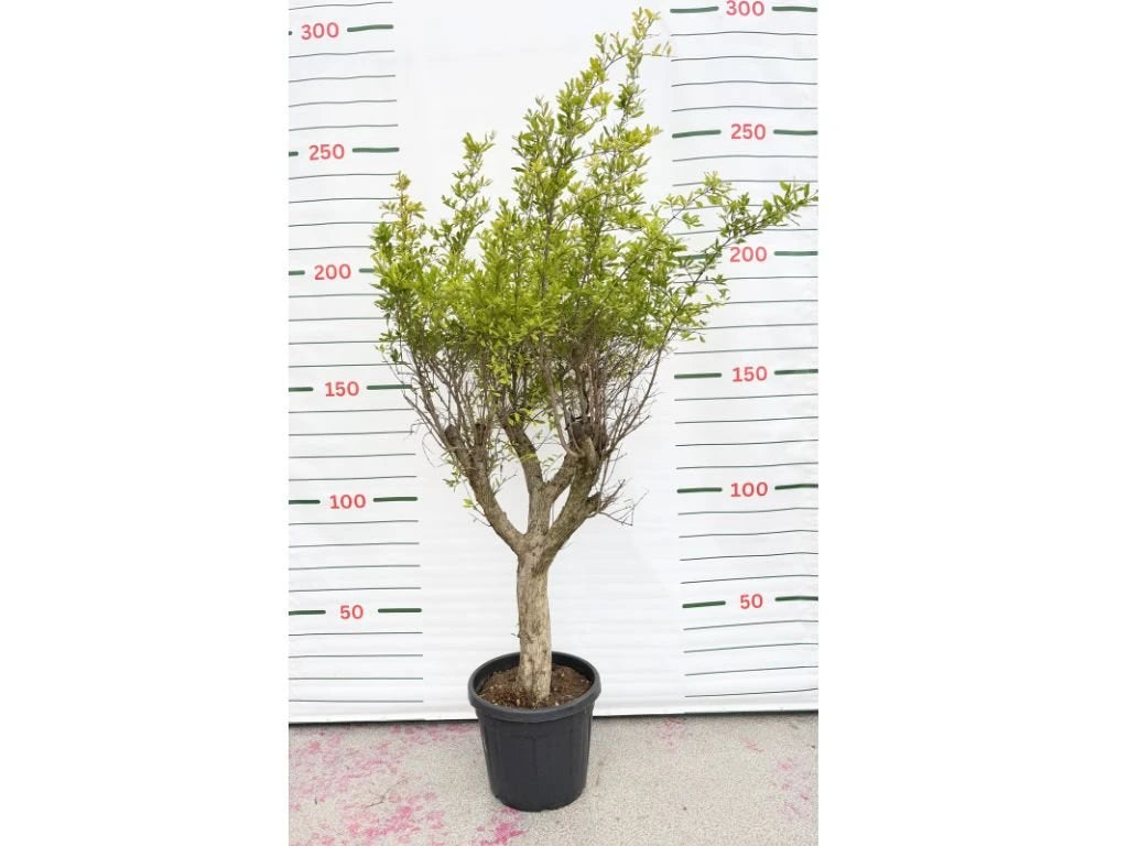 Granátové jablko Wonderful na kmínku 40–50 cm, výška 180–210 cm, květináč 55 l