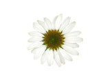 Třapatkovka White Pearl, květináč 1 l