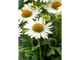 Třapatkovka White Pearl, květináč 1 l