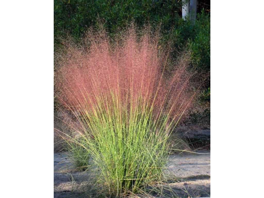 Trvalky ducplant(144)