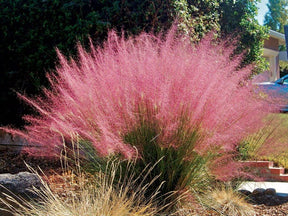 Trvalky ducplant(142)
