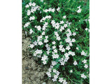 Kamejka Alba, květináč 9 cm