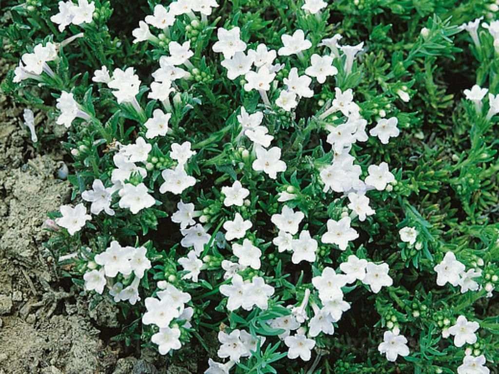 Kamejka Alba, květináč 9 cm