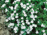 Kamejka Alba, květináč 9 cm