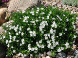 Kamejka Alba, květináč 9 cm