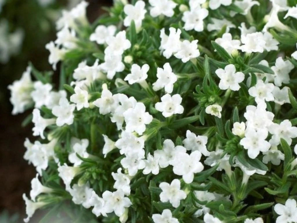 Kamejka Alba, květináč 9 cm