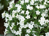 Kamejka Alba, květináč 9 cm