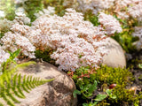 Trvalky Sedum album(1)