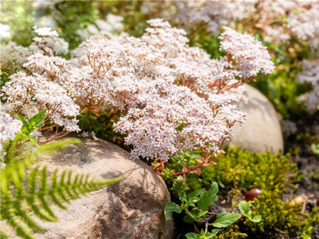 Trvalky Sedum album(1)