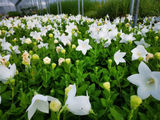 Trvalky Balónovník veľkokvetý Astra White(3)